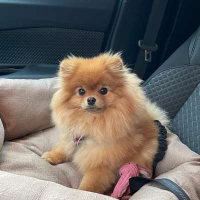 Pomeranian sauber machen im Herbst-Beitrag-Bild