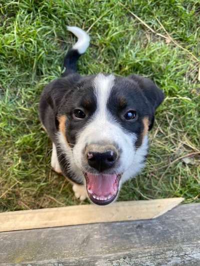 Dein Hund im Dogorama-Kalender 2021-Beitrag-Bild