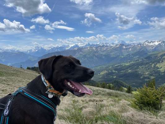 Hundetreffen-Gemeinsame Gassirunde-Bild