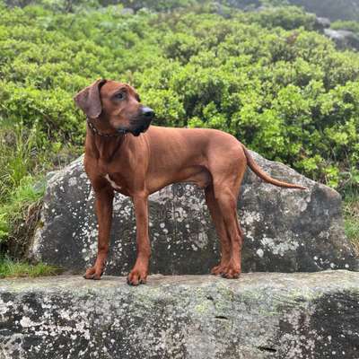 Hundetreffen-Gemeinsame Gassirunde + ggf. Spielen-Bild