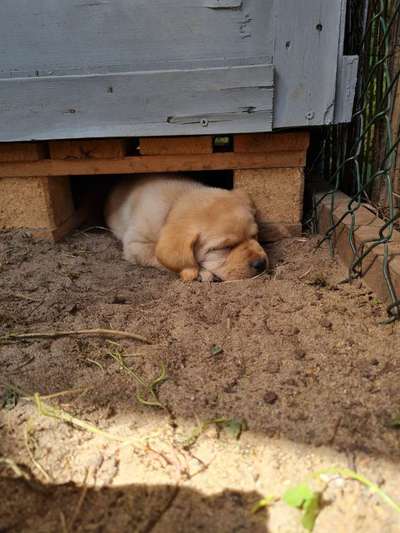 Fotosammlung: ,,Der natürliche Hund" Unbearbeitet, ungestellt und in Natura-Beitrag-Bild