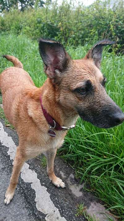 Die Dogorama Wochen Challenge-Beitrag-Bild