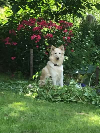 Schäferhund-Beitrag-Bild