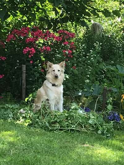 Die Dogorama Kalender Challenge 4/4-Beitrag-Bild