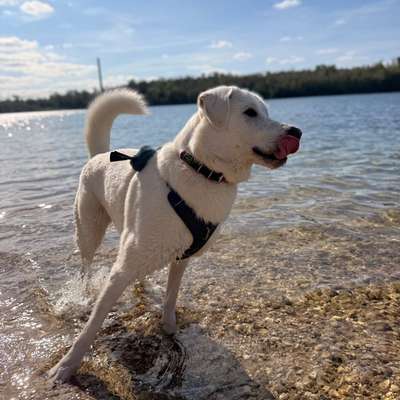 Hundetreffen-Spielpartner*innen gesucht-Bild