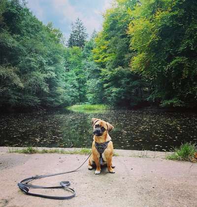 Mops mix-Beitrag-Bild