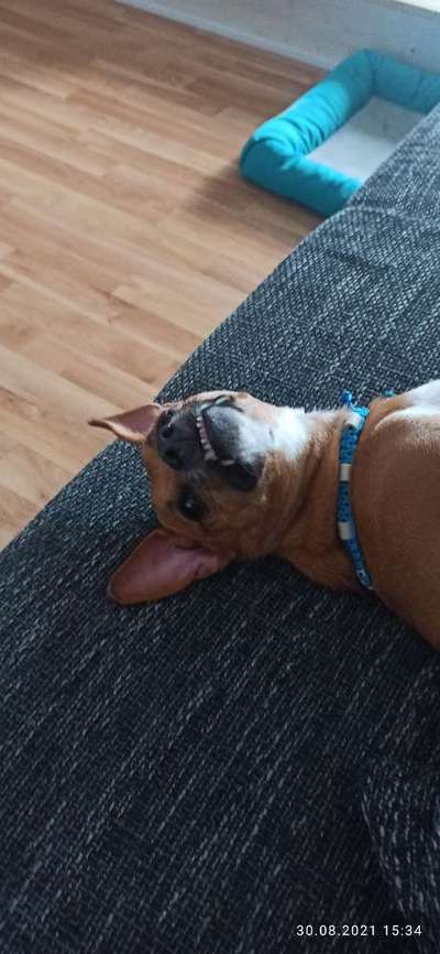 Die Dogorama Wochen Challenge-Beitrag-Bild