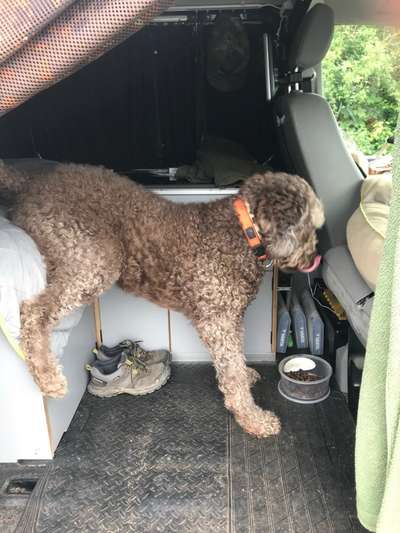 Zeige das lustigste Bild eures Hundis-Beitrag-Bild