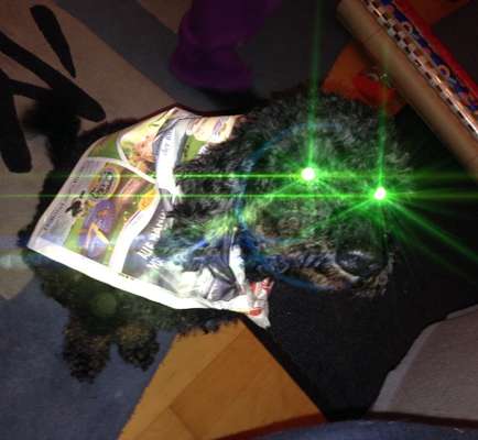 Zeige das lustigste Bild eures Hundis-Beitrag-Bild