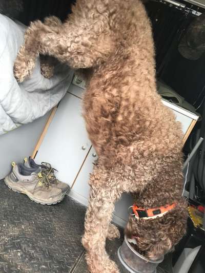 Zeige das lustigste Bild eures Hundis-Beitrag-Bild