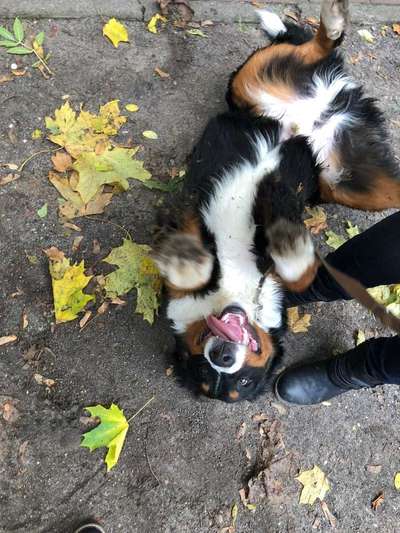 Die Dogorama Wochen Challenge-Beitrag-Bild