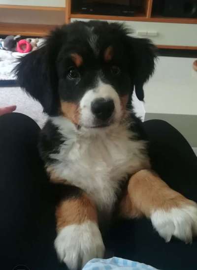 Welpen Bilder !-Beitrag-Bild