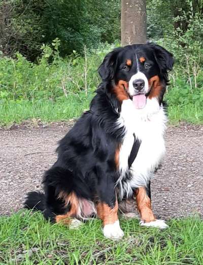 Die Dogorama Kalender Challenge Titelbild-Beitrag-Bild