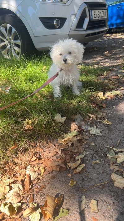 Hundetreffen-Kleine Hundetreff-Bild