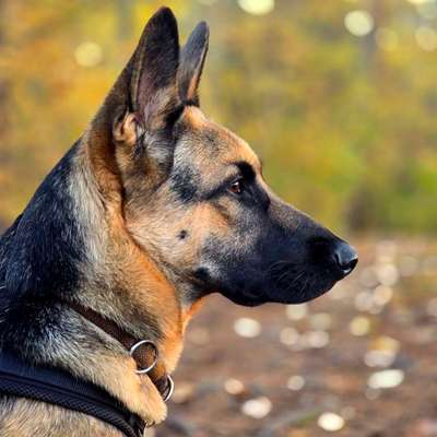 Knochenhautentzündung-Beitrag-Bild