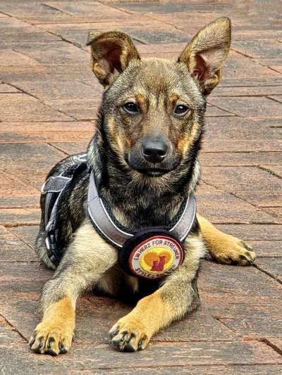 Mischlinge raten - Rätselspaß-Beitrag-Bild