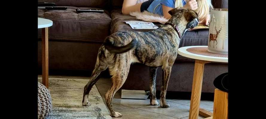 Mischlinge raten - Rätselspaß-Beitrag-Bild