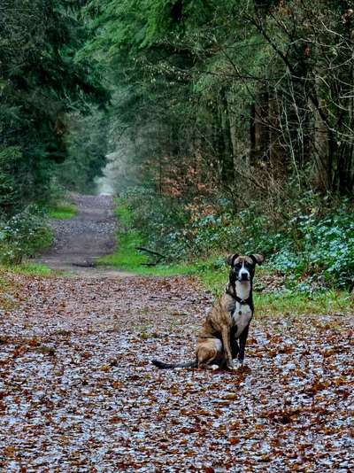 Puppy Futter für ausgewachsenen Hund....?-Beitrag-Bild