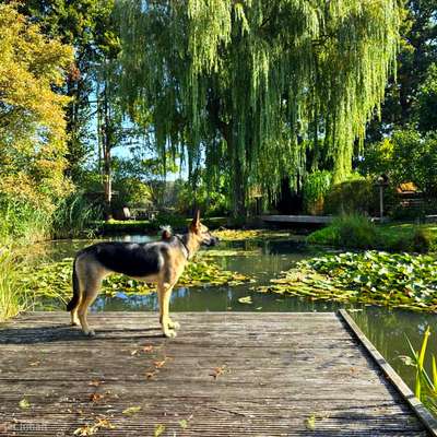 TierschutzhundeStammtisch🐕-Beitrag-Bild