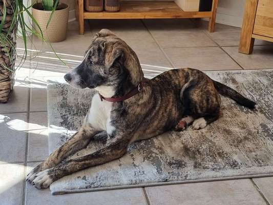 Mischlinge raten - Rätselspaß-Beitrag-Bild