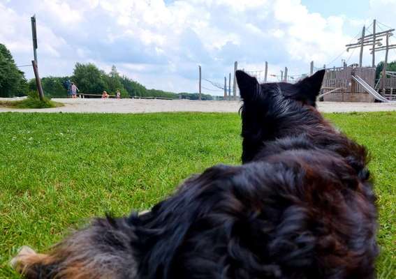 Challenge 41 - Mein Hund im Urlaub-Beitrag-Bild