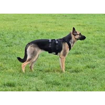 Mischlinge raten - Rätselspaß-Beitrag-Bild