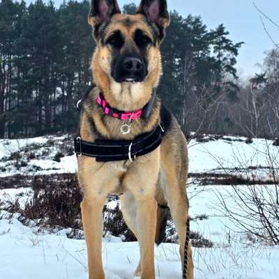 TierschutzhundeStammtisch🐕-Beitrag-Bild