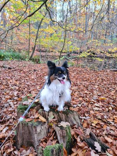 Wo sind die Papillon Besitzer?-Beitrag-Bild