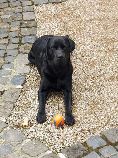 Wo sind meine Labrador Freunde-Beitrag-Bild