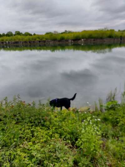 Dogorama-Monats-Challenge-Mai "Wasser"-Beitrag-Bild