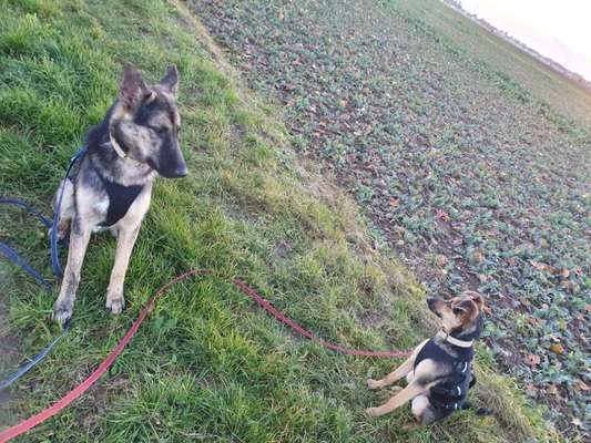 Hundetreffen-Übungstreff Höhenkirchen-Bild