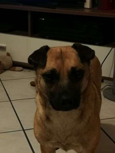 Mischlinge raten - Rätselspaß-Beitrag-Bild