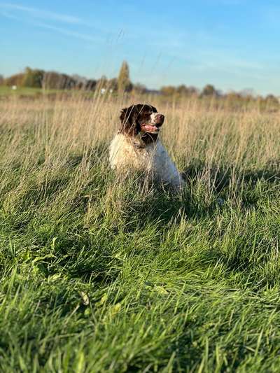 Kleiner Münsterländer!-Beitrag-Bild