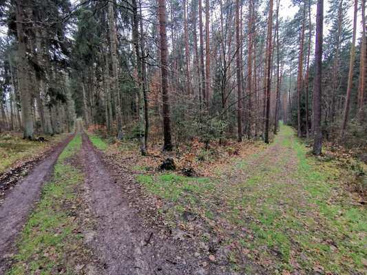 Hundeauslaufgebiet-Letschower Tannen-Bild