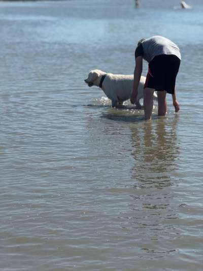 Hund abgegeben, weil Urlaub anstand? Leider kein Witz 😳-Beitrag-Bild
