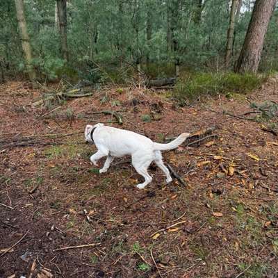 Hundetreffen-Spiel und gassi gehen-Bild