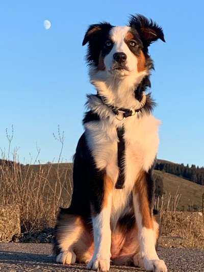 Die Dogorama Kalender Challenge Titelbild-Beitrag-Bild