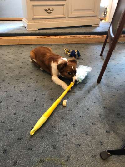 FOTOCHALLENGE: 25  Thema:  Hündische Haushaltshilfen-Beitrag-Bild