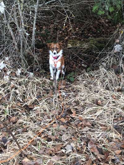 Fotochallenge No. 26                                     Wald und Wiese-Beitrag-Bild