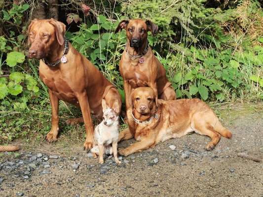 Rhodesian Ridgeback-Beitrag-Bild