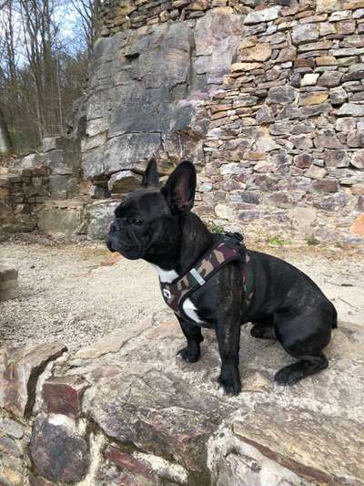 Zeigt her eure Frenchi-Beitrag-Bild