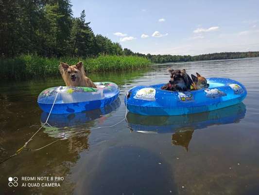 Dogorama Video Challenge: Lustige Wasser Videos-Beitrag-Bild