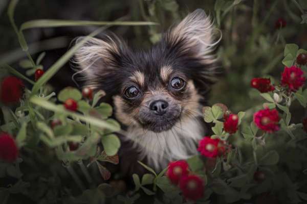 Die Dogorama Kalender Challenge Titelbild-Beitrag-Bild