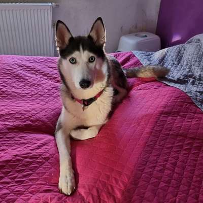 Hundetreffen-Waldspaziergang