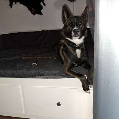 Zeigt eure Malinois!!!-Beitrag-Bild