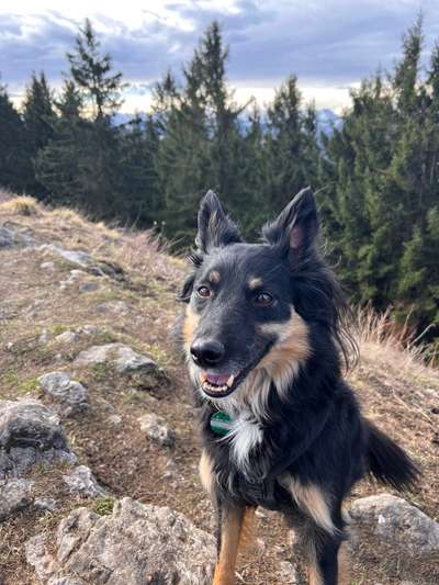 Auslandstierschutz-Beitrag-Bild