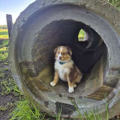 Hundetreffen-Spiel- und Sozialisierungsfellfreunde gesucht-Bild