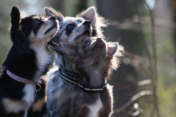 Hundetreffen-MiniMinis Hundetreffen-Bild