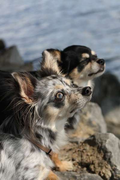Hundetreffen-Hundetreffen bis 5kg-Bild