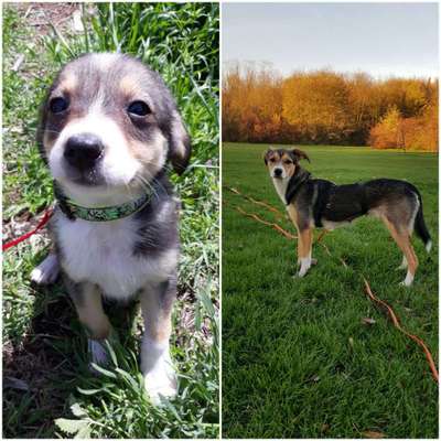 Als Welpen sind sie alle noch süßer-Beitrag-Bild